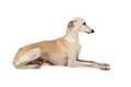 Italian Greyhound breed dogÃÂ lying in the studio